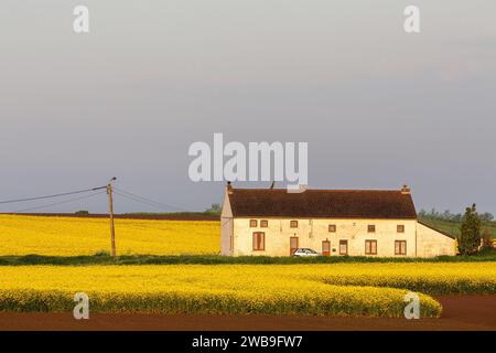 Maison isolée entourée de champs de colza fleuris Banque D'Images