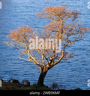 Un arbre solitaire près de Rydal Water, avec des feuilles dorées à la fin de l'automne, en format carré Banque D'Images