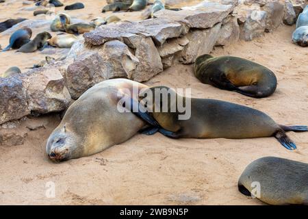 Un phoque à fourrure du Cap tète son chiot le long de la Skeleton Coast de Namibie. Banque D'Images