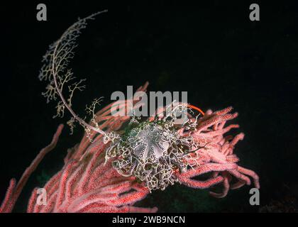 Une étoile de panier (Astrocladus euryale) thats attaché à un éventail de mer Palmate (Leptogoria palma) gros plan avec fond noir Banque D'Images