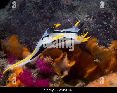 Une nudibranche couronnée (Polycera capensis) sous l'eau sur le récif avec un corps blanc et des marques noires et jaunes Banque D'Images