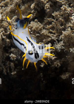 Une nudibranche couronnée (Polycera capensis) sous l'eau sur le récif avec un corps blanc et des marques noires et jaunes Banque D'Images