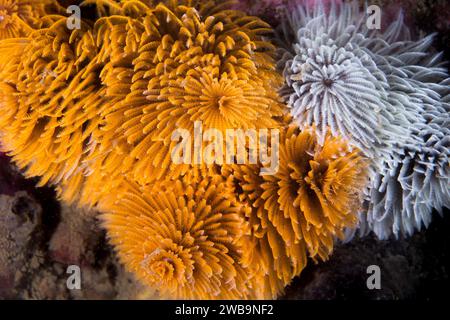 Quelques vers de plumes de couleur blanche et orange ou des vers géants (Sabellastarte longa) ensemble sur le récif sous l'eau Banque D'Images