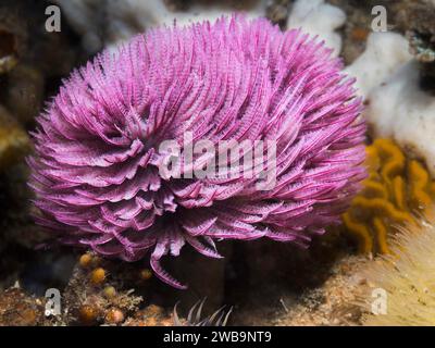 Un ver de plume-duster de couleur violette ou un ver géant (Sabellastarte longa) sous l'eau Banque D'Images