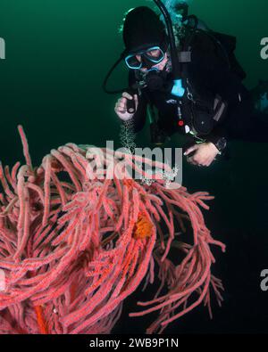 Une femme plongée sous-marine regardant une basket Star (Astrocladus euryale) thats attaché à un ventilateur de mer Palmate (Leptogoria palma) gros plan Banque D'Images