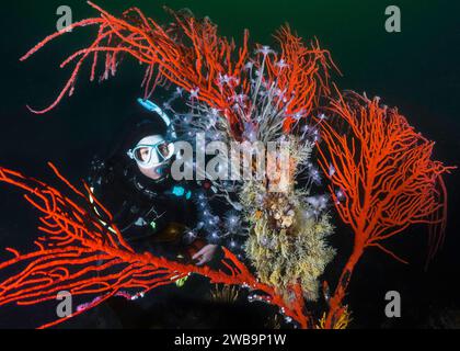 Une femme plongeuse regardant un grand éventail de mer Palmate (Leptogoria palma) avec une colonie d'hydroïdes tubulaires (Tubularia warreni) poussant sur elle sous-was Banque D'Images