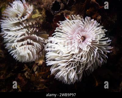 Un ver de plume-duster de couleur blanche ou un ver géant (Sabellastarte longa) sous l'eau Banque D'Images