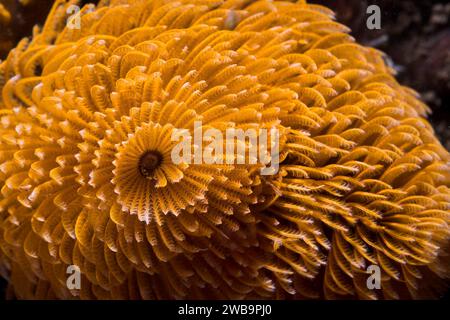 Gros plan d'un ver à plumes ou d'un ver géant (Sabellastarte longa) avec une coloration orange Banque D'Images