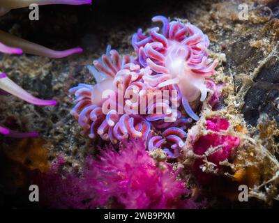 Deux nudibranches de corail (Phyllodesmium horridum) limaces de mer côte à côte sur le récif de couleur rose vif à violet Banque D'Images