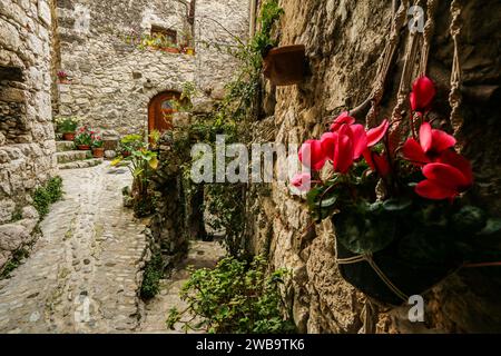 Les fleurs de cyclamen sur le mur d'une vieille maison en pierre à Peillon, village perché médiéval dans le département des Alpes-Maritimes, sud-est de la France Banque D'Images