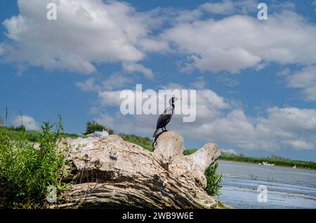Grand goéland cormoran sur un vieil arbre tombé sur la rive du Danube Banque D'Images