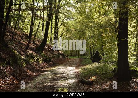 Route forestière en lumière tamisée au début de l'automne. Bergisches Land, Rhénanie du Nord-Westphalie, Allemagne. Banque D'Images