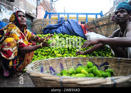 Légumes fourragers frais et verts à base d'épineux prêts à être vendus sur le marché. Banque D'Images