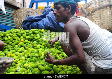 Légumes fourragers frais et verts à base d'épineux prêts à être vendus sur le marché. Banque D'Images