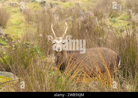 Sika Stag Deer debout dans l'herbe longue regardant vers l'appareil photo Banque D'Images