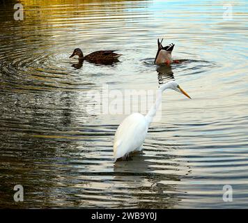 Une aigrette sereine se tient debout pendant que les canards fourragent et se battent, créant des ondulations ludiques dans les eaux dorées du parc Agua Caliente. Banque D'Images