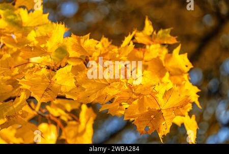 Période d'automne, arbres et feuillage dans le parc, Berlin, Allemagne Banque D'Images