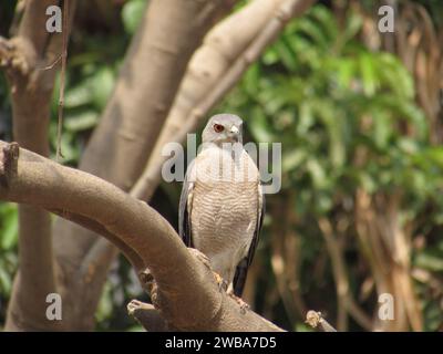 Un shikra un oiseau de proie perché sur une branche d'arbre en Inde. Banque D'Images