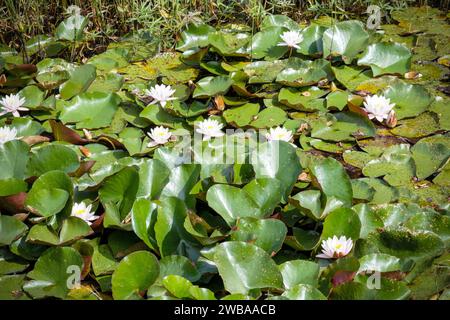 fleurs de nénuphars blancs sur un fond de feuilles vertes Banque D'Images