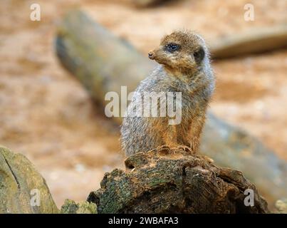 Meerkat assis sur le journal regardant Banque D'Images