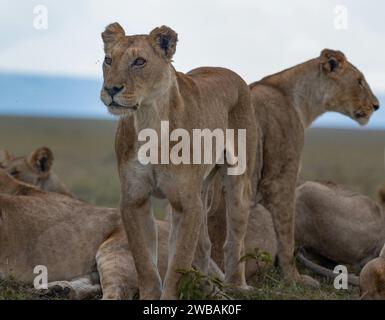 Un groupe de lions africains debout sur l'herbe sèche d'une savane. Banque D'Images