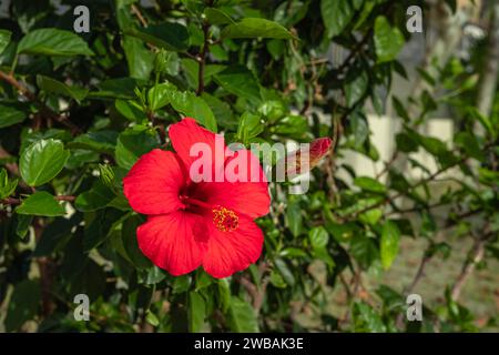 Grande fleur rouge vif d'hibiscus avec des feuilles vertes dans un jardin. Hibiscus rosa-sinensis est une plante à fleurs connue sous le nom d'hibiscus chinois, rose de Chine, Haw Banque D'Images