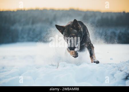 Ligne de travail chien berger allemand (alsacien) dans la neige Banque D'Images