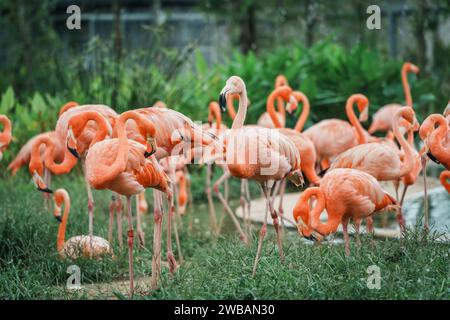 Un gros plan de flamants roses dans le paradis des oiseaux de Singapour Banque D'Images
