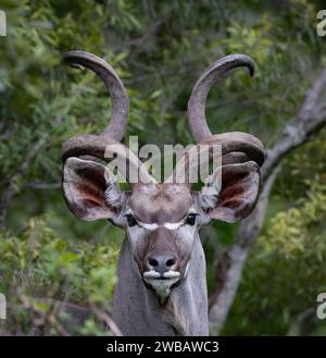 Portrait d'un grand taureau Kudu avec d'impressionnantes cornes spirales regardant directement la caméra, dans le parc national Kruger Banque D'Images