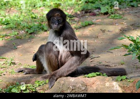 Gros plan des singes araignées variégées (Ateles hybridus marimonda) avec ses yeux bleus caractéristiques et assis sur le sol Banque D'Images