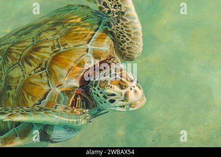 Natation tortuga dans la mer des Caraïbes au Mexique Banque D'Images