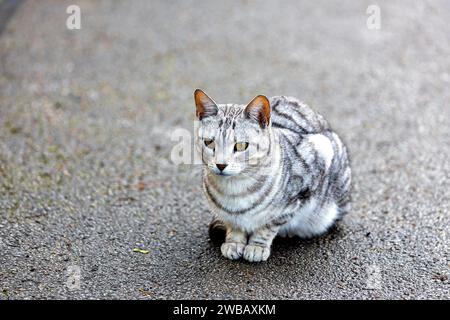 Le chat Mau égyptien, compagnon royal, honore l'Égypte avec son pelage tacheté et ses yeux verts captivants. Connu pour son comportement amical, il apporte un t Banque D'Images