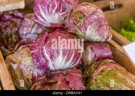 Gros plan de radicchio exposé sur un marché fermier en plein air. Banque D'Images