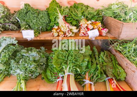 Gros plan de greens, y compris des blettes suisses dans une serre biologique. Banque D'Images