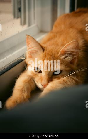 Un beau chat rayé orange regardant par une fenêtre Banque D'Images