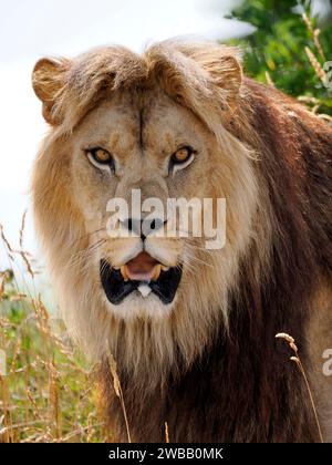 Portrait de lion (Panthera leo) avec la bouche ouverte Banque D'Images
