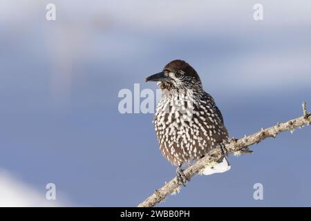 Le casse-noix tacheté, le casse-noix eurasien ou le casse-noix (Nucifraga caryocatactes) photographié dans les Alpes. Banque D'Images