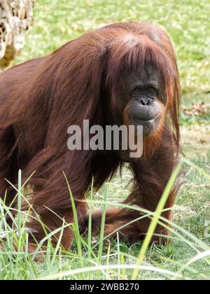 Gros plan orang-outan (Pongo pygmaeus) en herbe haute et vu de face Banque D'Images