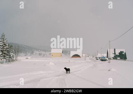 Chien noir se tient sur une route enneigée dans un petit village et regarde la forêt Banque D'Images