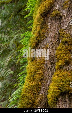 Fougères luxuriantes poussant à partir de troncs d'arbres couverts de mousse le long du sentier de randonnée Twin Falls dans le parc national d'Olallie, vallée de la rivière Snoqualmie près de North Ben Banque D'Images