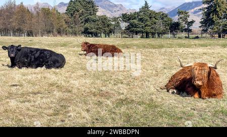 Bétail des Highlands avec de longues cornes et un long pelage velu sur la ferme Banque D'Images