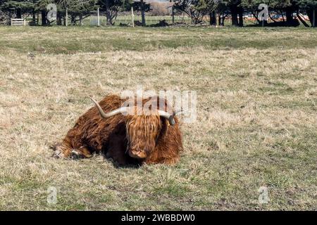 Bétail des Highlands avec de longues cornes et un long pelage velu sur la ferme Banque D'Images