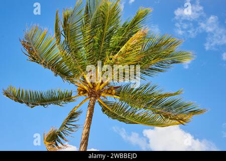 Imposant palmier avec des noix de coco contre Blue Sky, Nassau Banque D'Images