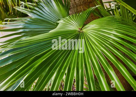 Texture rapprochée des frondes de palmier tropical à la lumière naturelle Banque D'Images