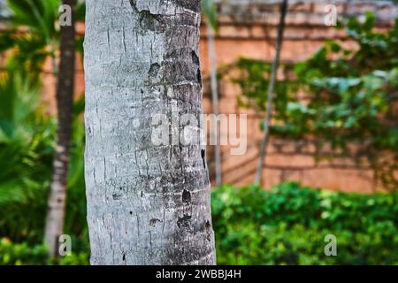Écorce de palmier texturé et fond de jardin luxuriant Banque D'Images