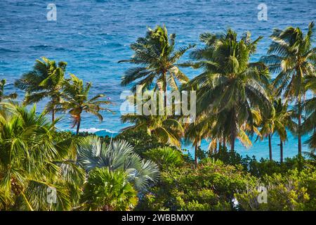 Palmiers tropicaux et vue sur l'océan depuis une perspective élevée Banque D'Images