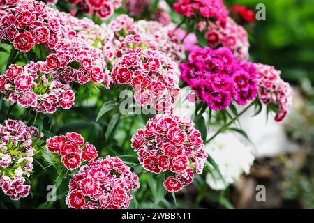 Gros plan de Sweet William multicolore, Dianthus barbatus, fleurs fleurissant à l'extérieur. Mise au point sélective sur les fleurs en bas devant avec arrière-plan flou Banque D'Images