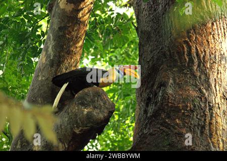 Un bec-de-lièvre mâle (Rhyticeros cassidix) se perche sur un arbre dans la réserve naturelle de Tangkoko, Sulawesi du Nord, Indonésie. L'Union internationale pour la conservation de la nature (UICN) conclut que la hausse des températures a entraîné, entre autres, des changements écologiques, comportementaux et physiologiques dans les espèces sauvages et la biodiversité. « En plus de l'augmentation des taux de maladies et de la dégradation des habitats, le changement climatique provoque également des changements dans les espèces elles-mêmes, ce qui menace leur survie », ont-ils écrit dans une publication du 19 décembre 2023 sur IUCN.org. Banque D'Images