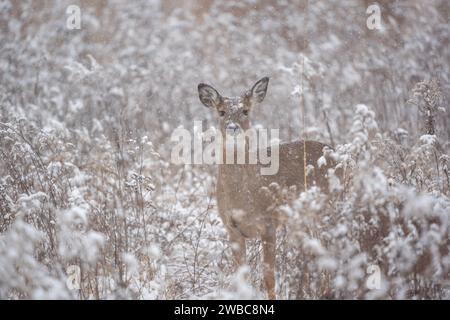 Une femelle de cerf de Virginie (Odocoileus virginianus) se dresse dans le champ le jour enneigé de l'hiver. Banque D'Images