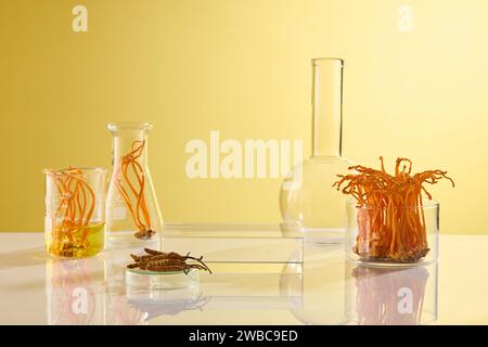Scène publicitaire pour produit extrait de cordyceps avec concept de laboratoire. Certaines verreries contenant différents types de cordyceps avec transparent Banque D'Images